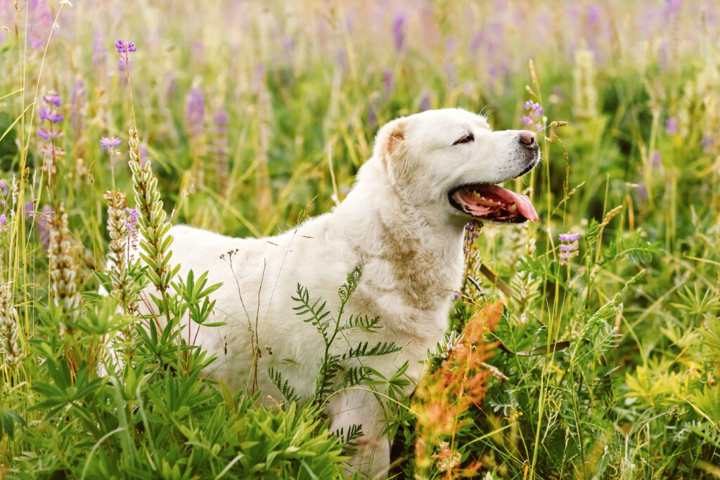 How To Adopt a Akbash in Oklahoma