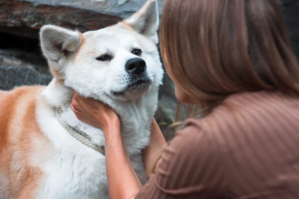 Akita Dog Enjoying Gentle Head Rub From Owner