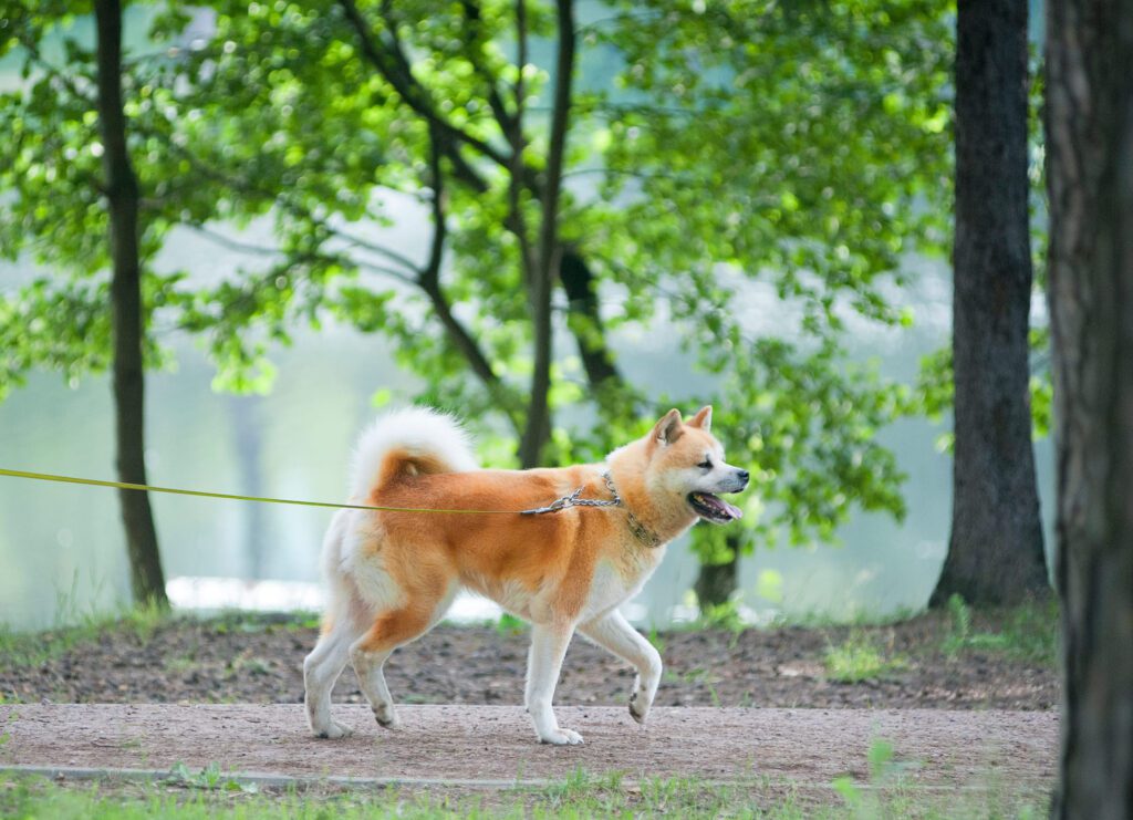 Akita Dog Exploring Wooded Park
