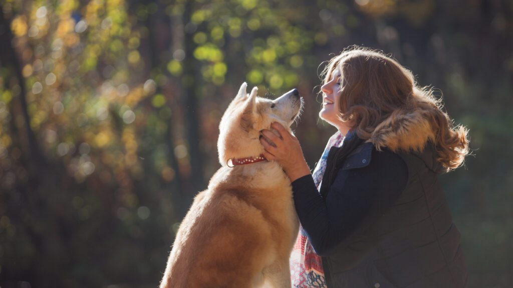 Akita Dog Looking Up At Owner During Outdoor Moment