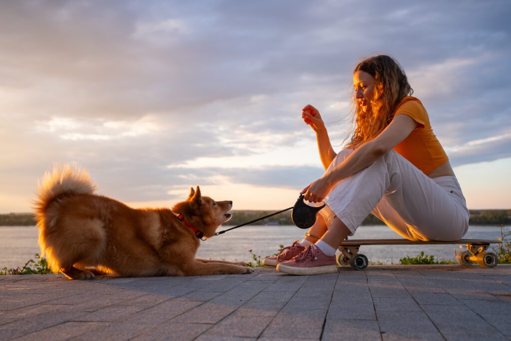 Akita Dog Relaxing Beside Owner At Sunset