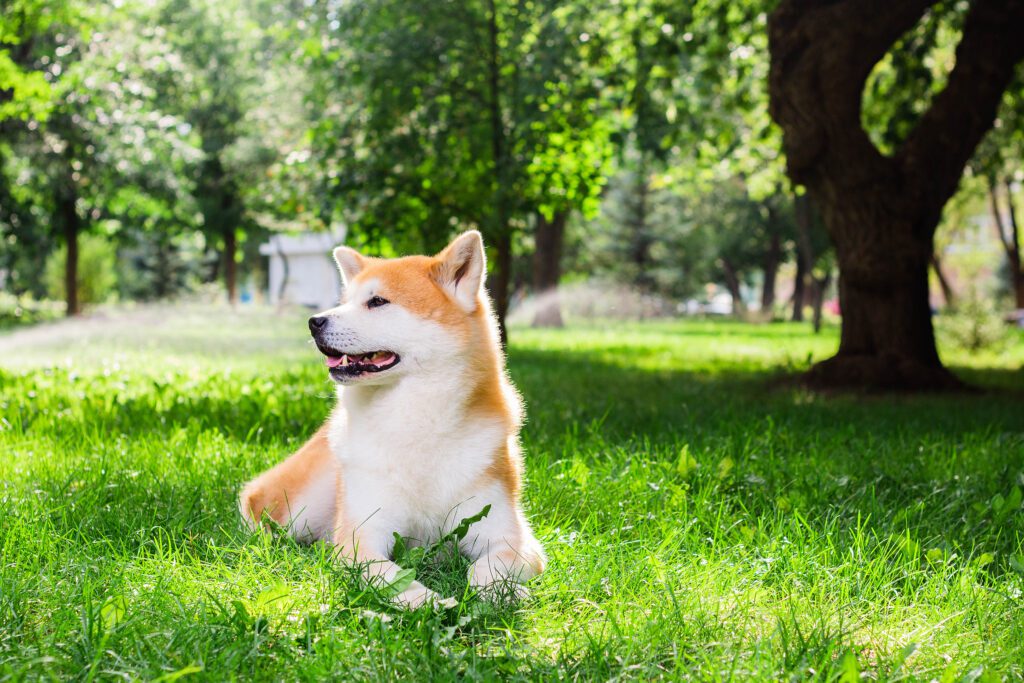 Akita Dog Sitting Happily On Grass