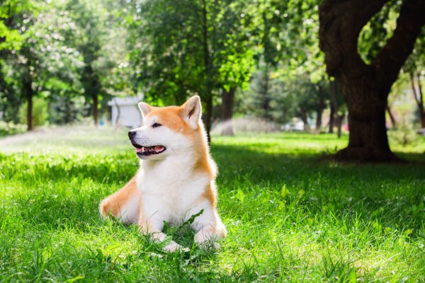 Akita Dog Sitting Happily On Grass