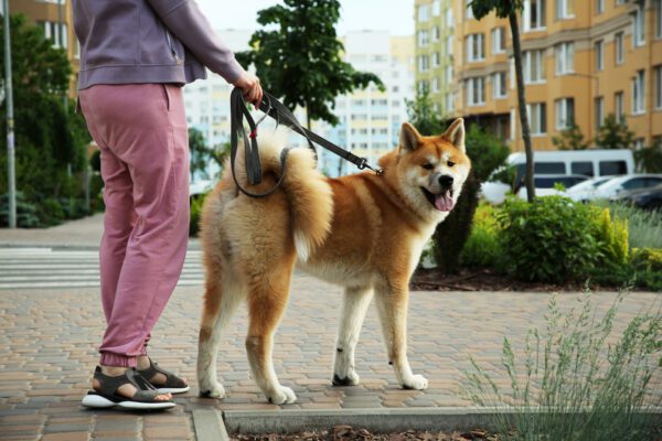 Akita Dog Walking On Leash With Owner