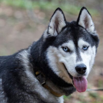 Alaskan Husky