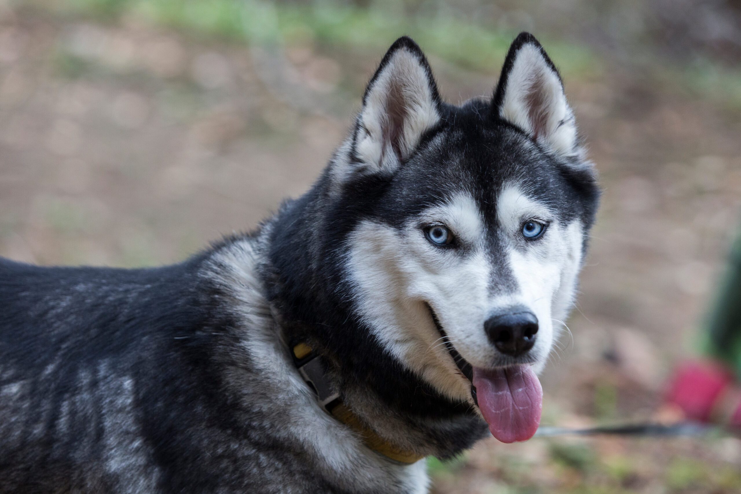 Alaskan Husky Adoption Guide