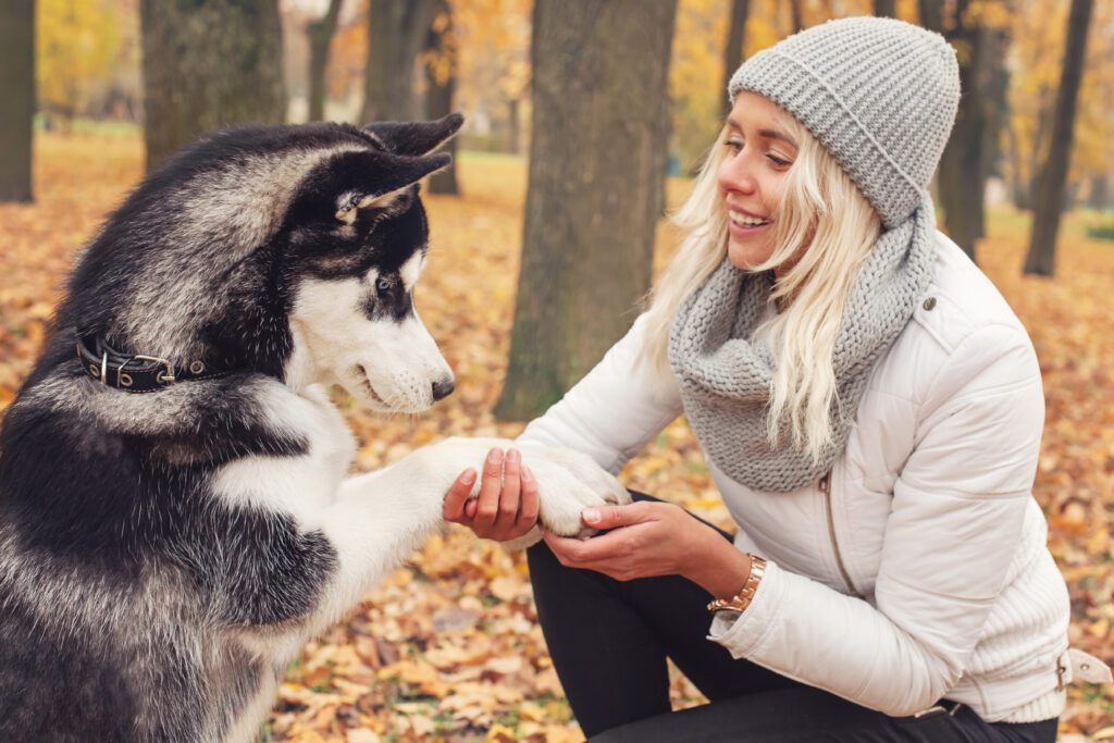Alaskan Husky Curiously Looking At Owner During Outdoor Moment