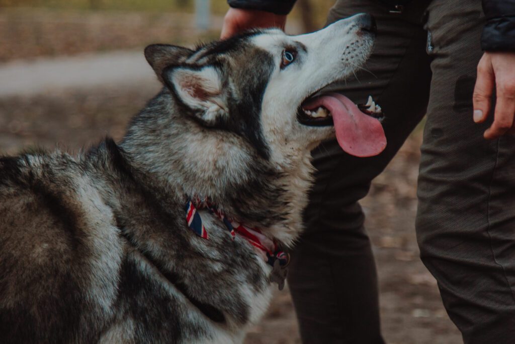 Alaskan Husky Enjoying Gentle Chin Scratch From Owner
