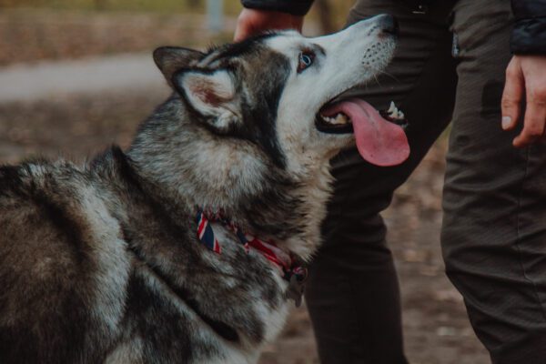 Alaskan Husky Enjoying Gentle Chin Scratch From Owner