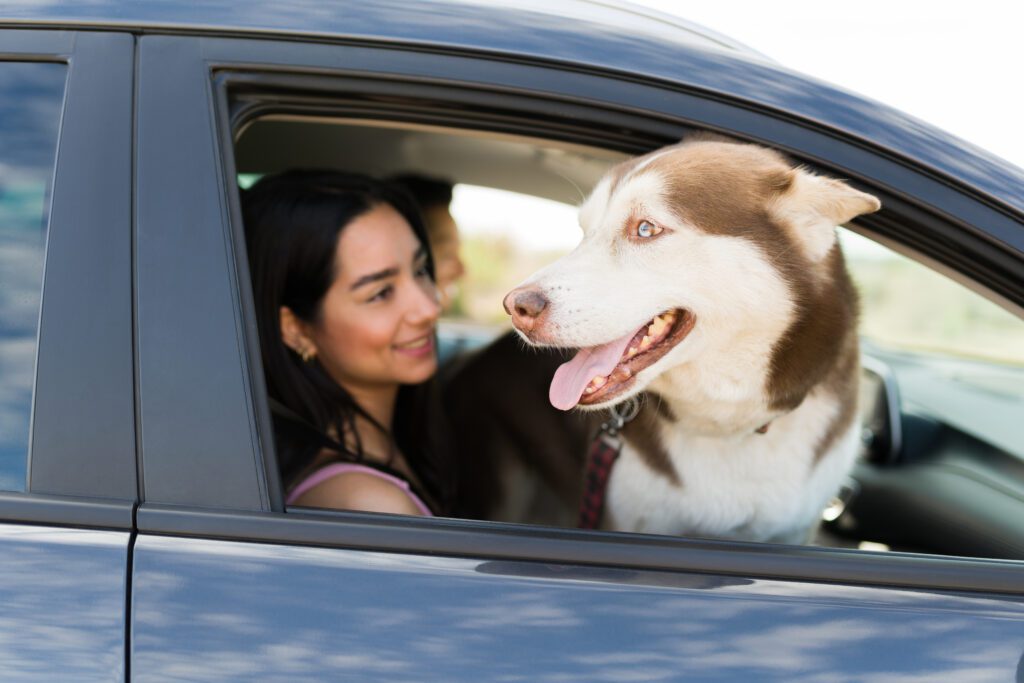 Alaskan Husky Happily Looking Out Of Car Window