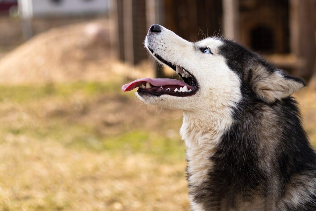 Alaskan Husky Looking Alert With Tongue Out