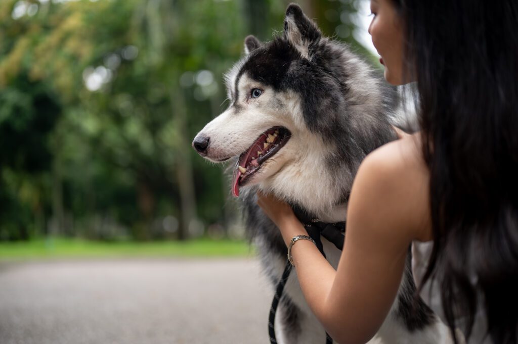 Alaskan Husky Looking Toward Owner While Being Held