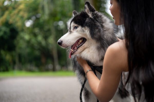 Alaskan Husky Looking Toward Owner While Being Held