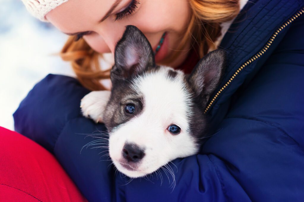 Alaskan Husky Puppy Resting In Owner S Arms