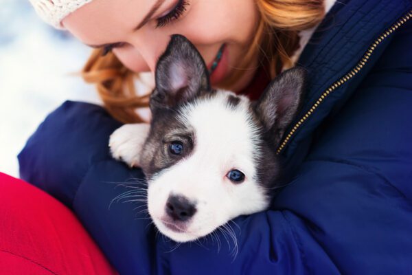 Alaskan Husky Puppy Resting In Owner S Arms