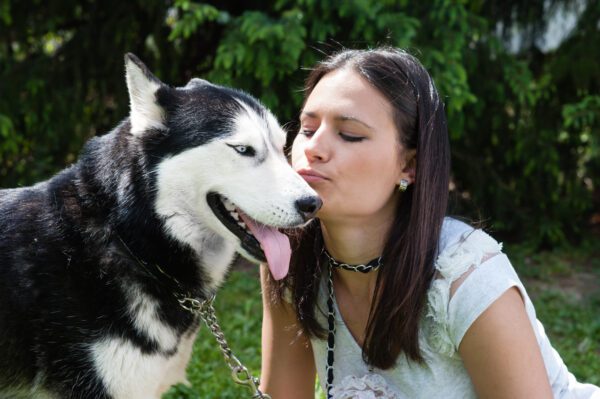 Alaskan Husky Receiving Affectionate Kiss From Owner
