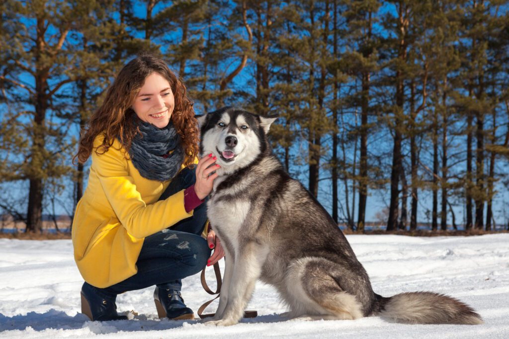 Alaskan Husky Sitting Beside Owner Outdoors
