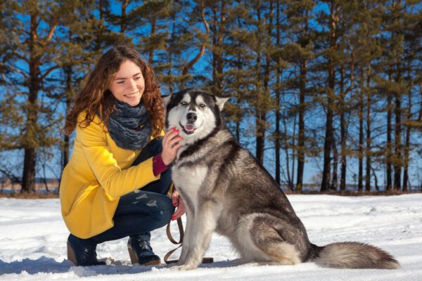 Alaskan Husky Sitting Beside Owner Outdoors