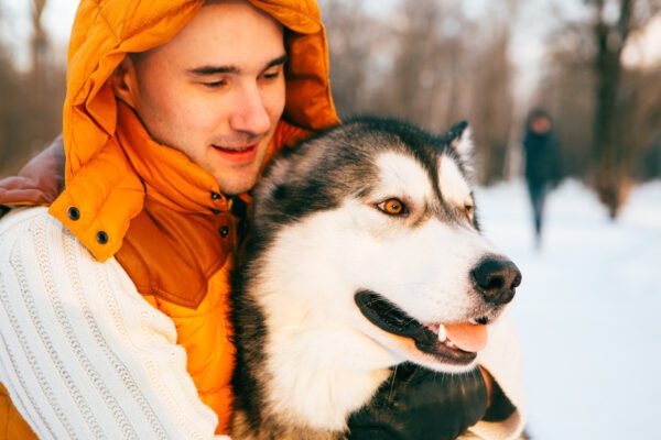 Alaskan Husky Walking Beside Owner In Winter Jacket