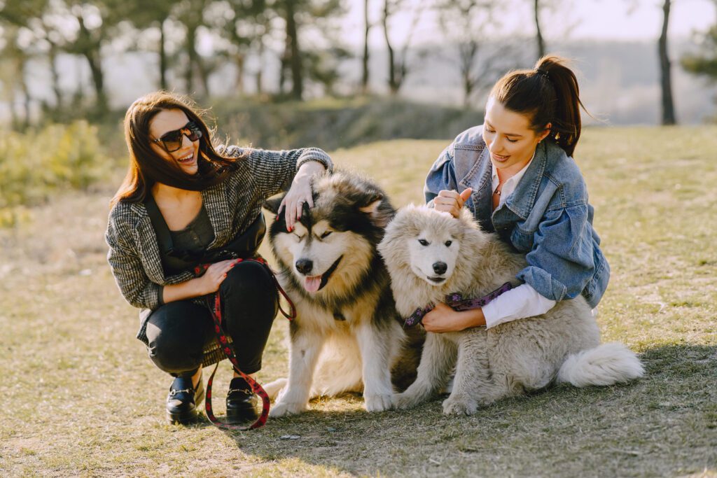 Alaskan Malamute Enjoying Time With Two Women Outdoors