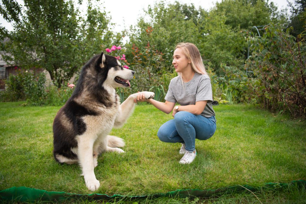 Alaskan Malamute Giving Paw To Woman During Training Moment