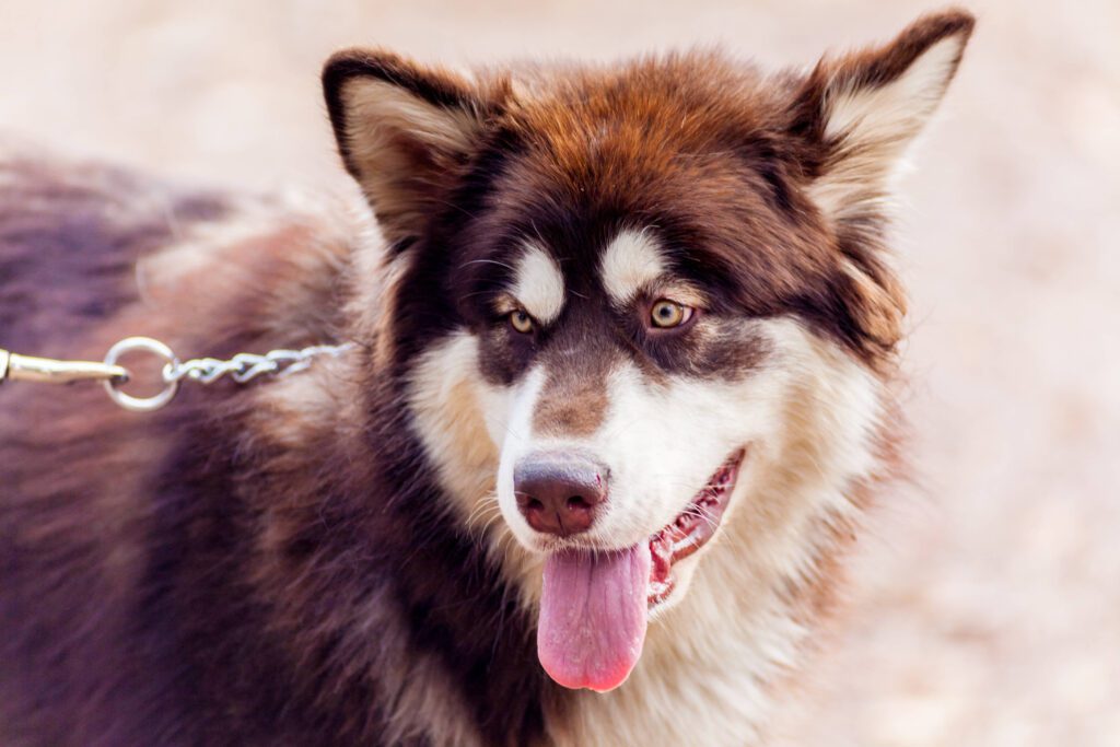 Alaskan Malamute Looking Alert While Wearing Collar