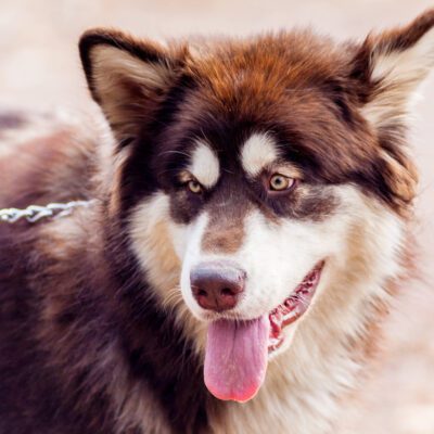 Alaskan Malamute