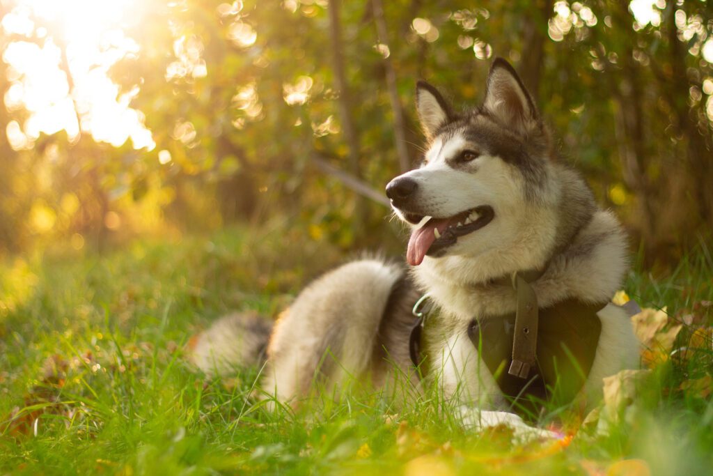 How to Adopt an Alaskan Malamute