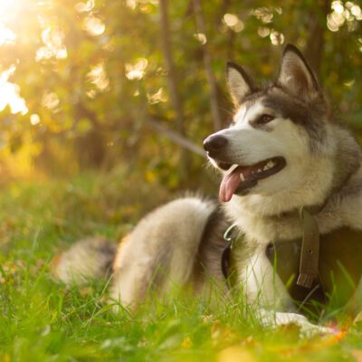Alaskan Malamute