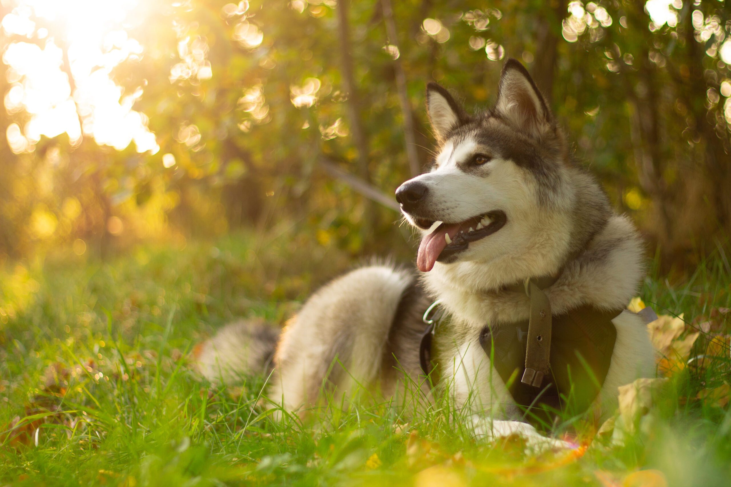 Alaskan Malamute Adoption Guide