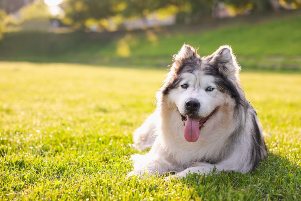How To Adopt a Alaskan Malamute in Alaska