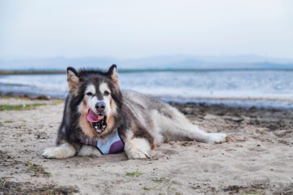 Alaskan Malamute Relaxing On Sandy Beach With Tongue Out