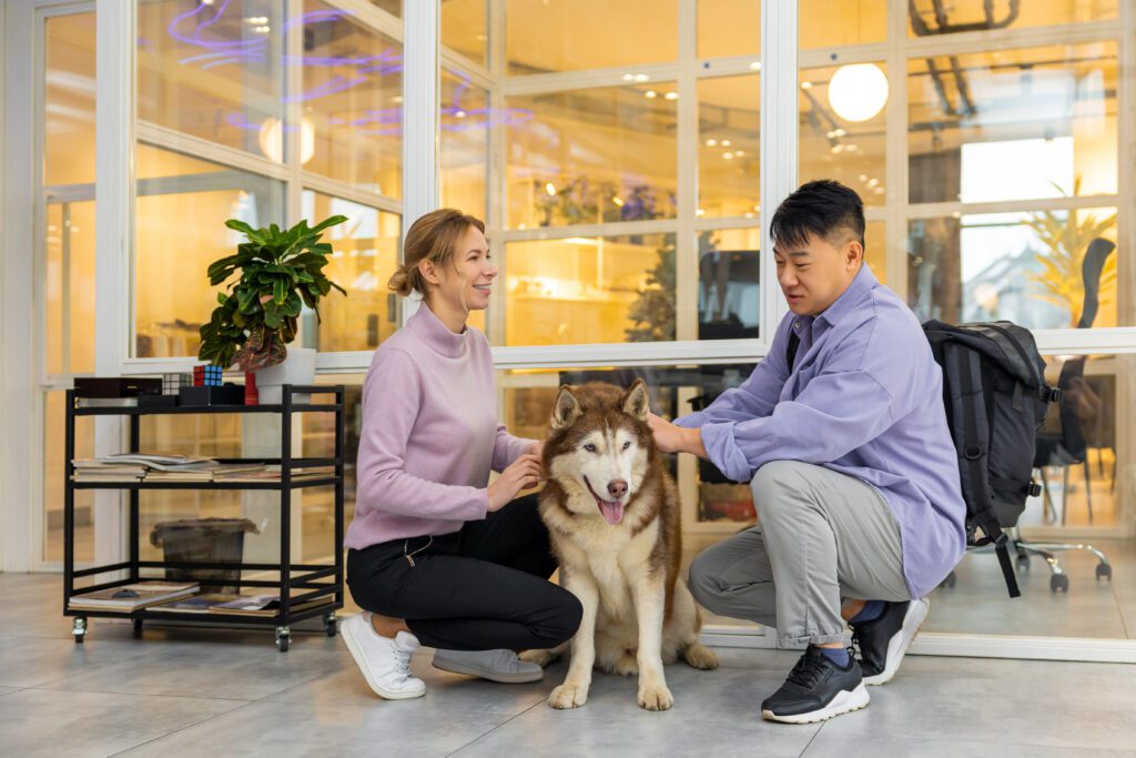 Alaskan Malamute Sitting Calmly With Couple Indoors