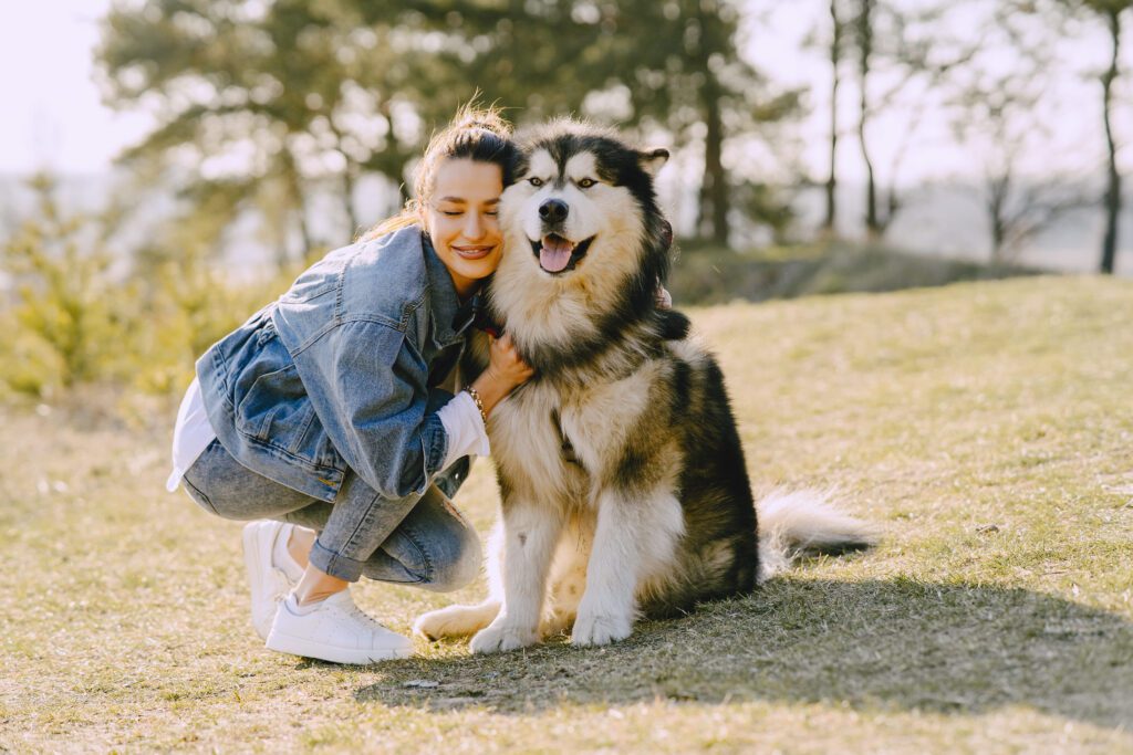How To Adopt a Alaskan Malamute in Delaware