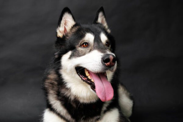 Alaskan Malamute Smiling During Close Up Portrait