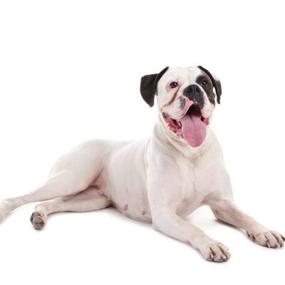 American Bulldog
