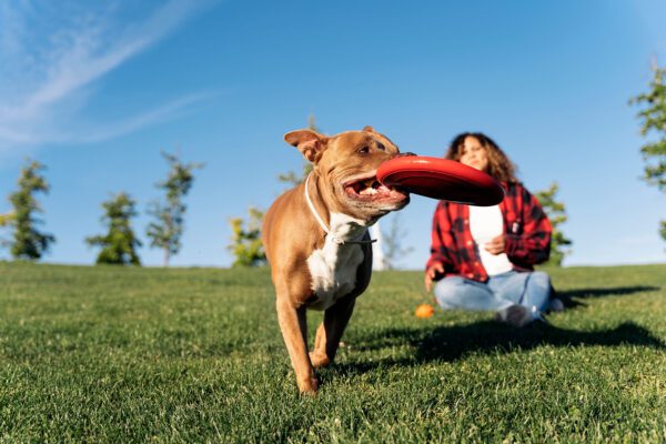 American Bulldog Excitedly Catching Frisbee During Playtime