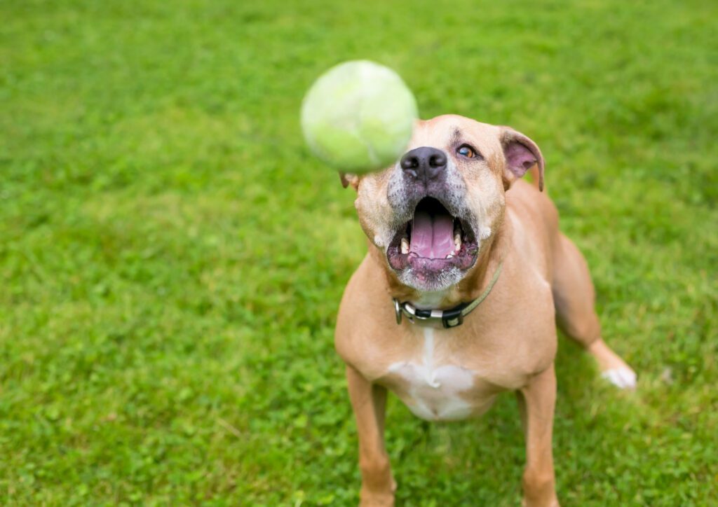 American Bulldog Jumping To Catch Tennis Ball
