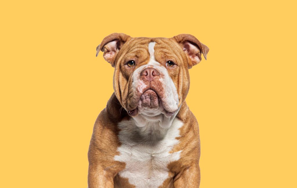 American Bulldog Posing In Studio Portrait