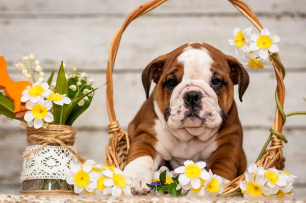 American Bulldog Puppy Sitting Beside Flower Basket