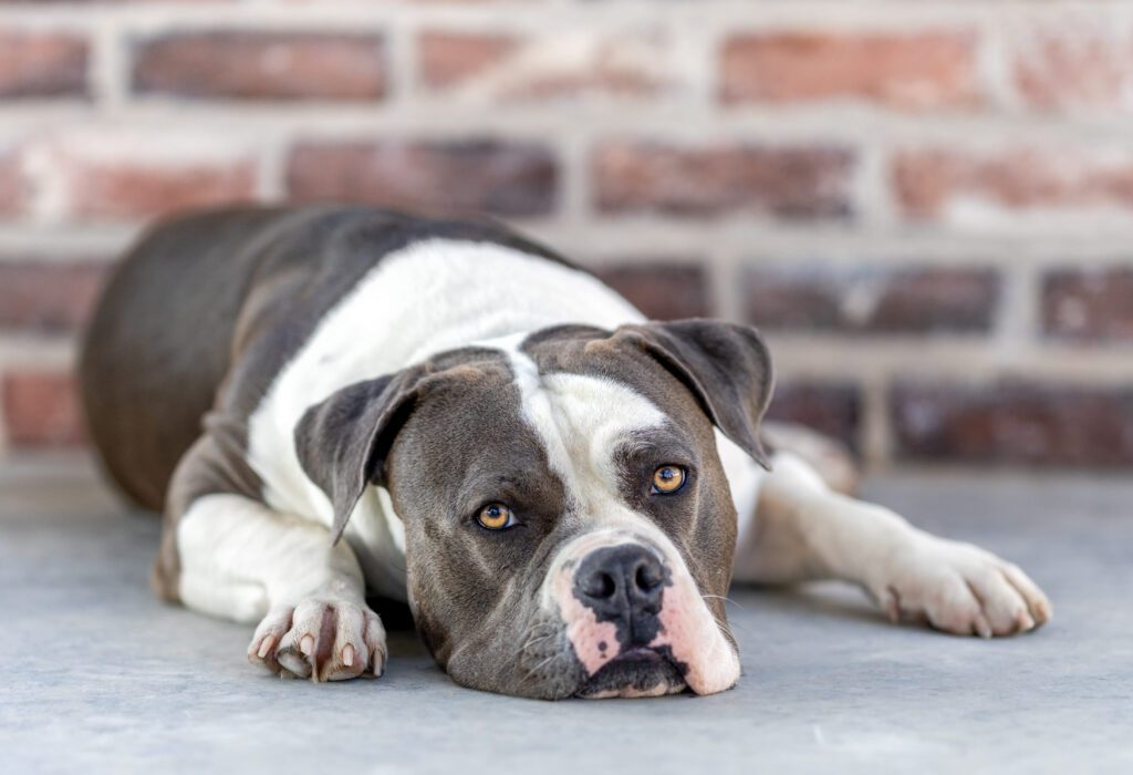 American Bulldog Resting Calmly On Floor