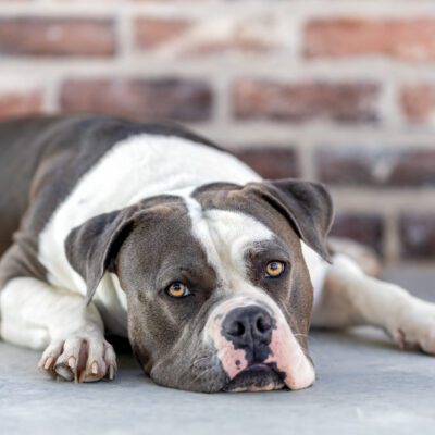 American Bulldog