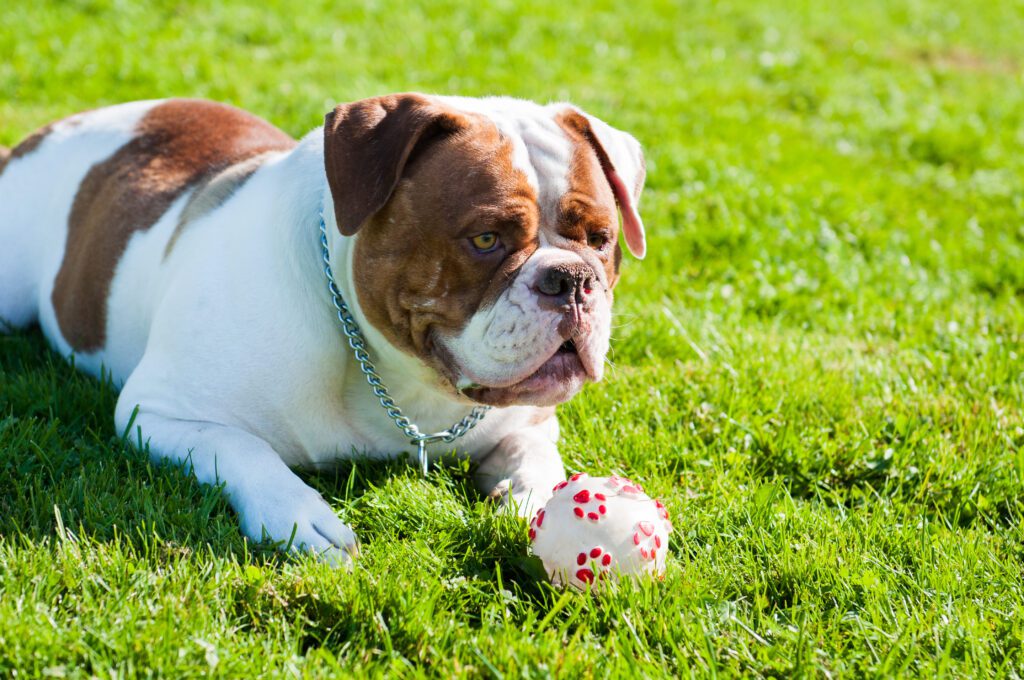 How To Adopt a American Bulldog in Alaska