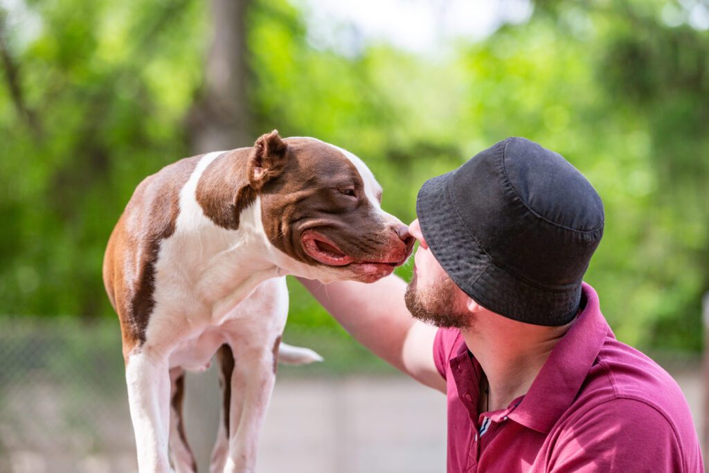 How to Adopt an American Bulldog