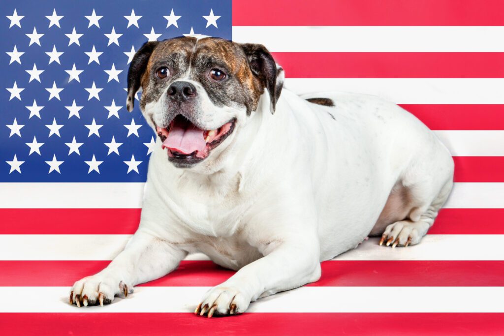 American Bulldog Sitting Proudly With Flag Background
