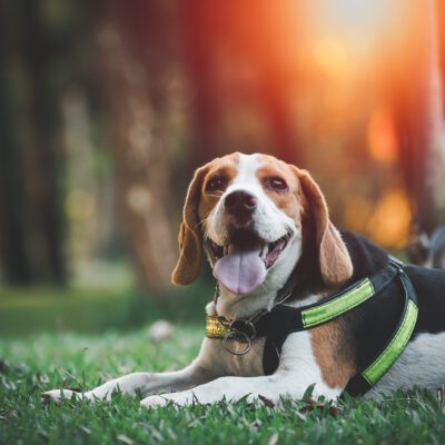 American Foxhound
