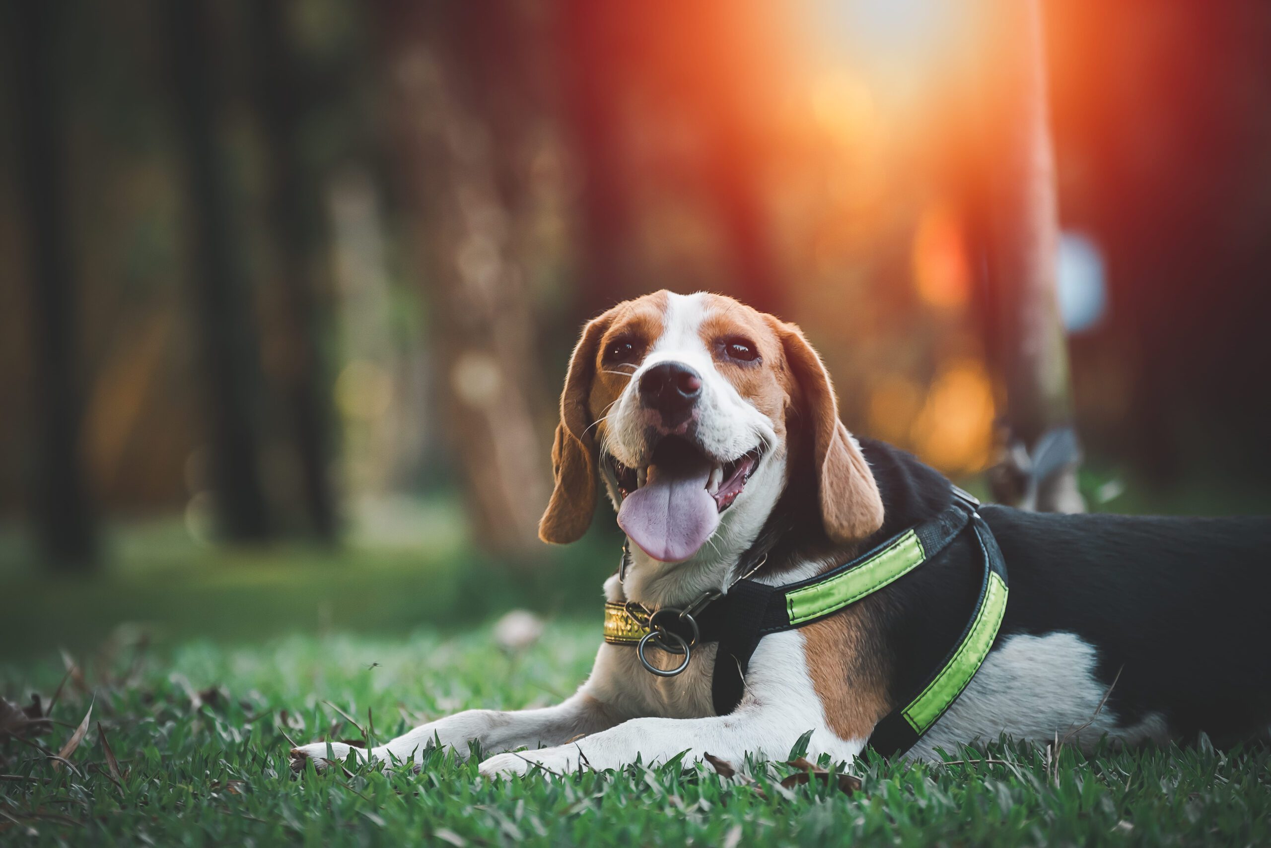 American Foxhound Adoption Guide