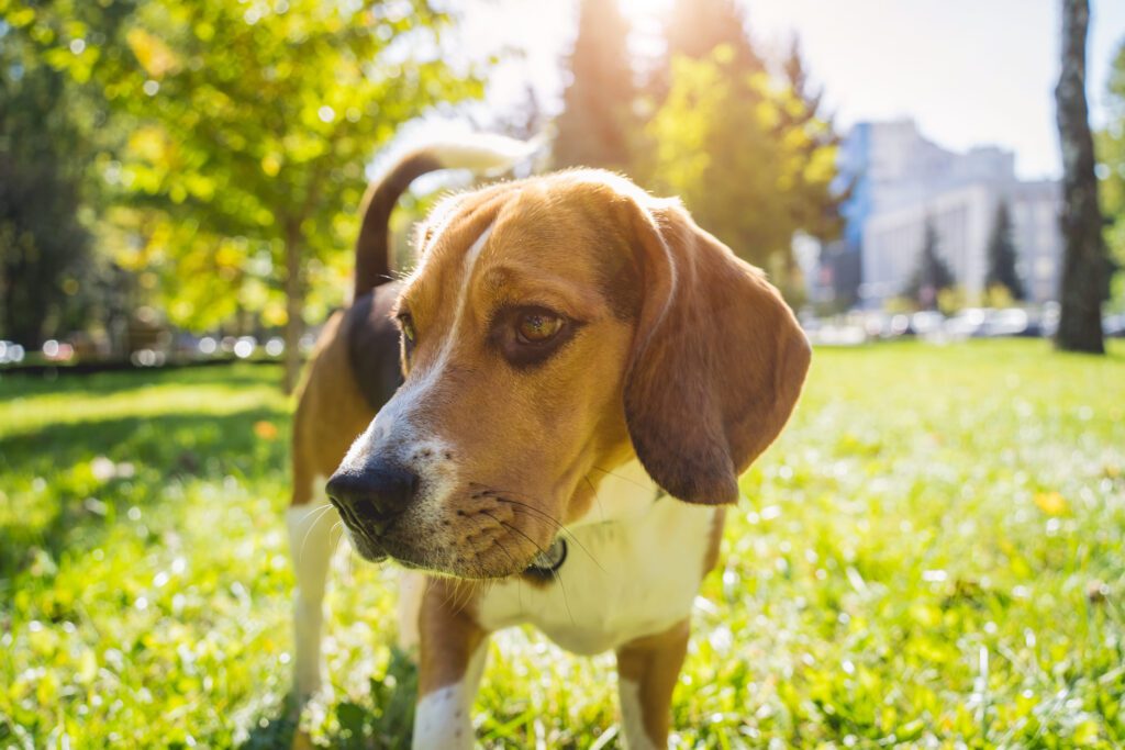 American Foxhound Curiously Exploring Grass