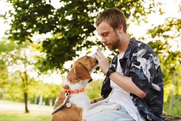American Foxhound Enjoying Playful Moment With Owner