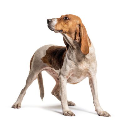 American Foxhound